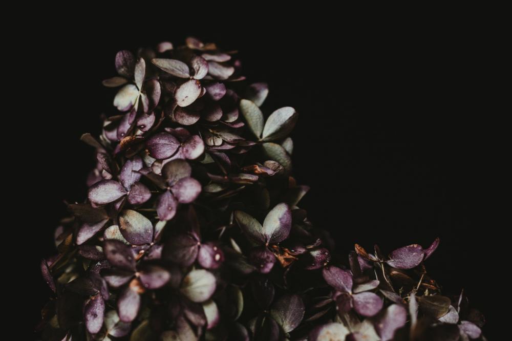 Purple And Green Leaves Against Black Photo Purple And Green Leaves Against Black Photo