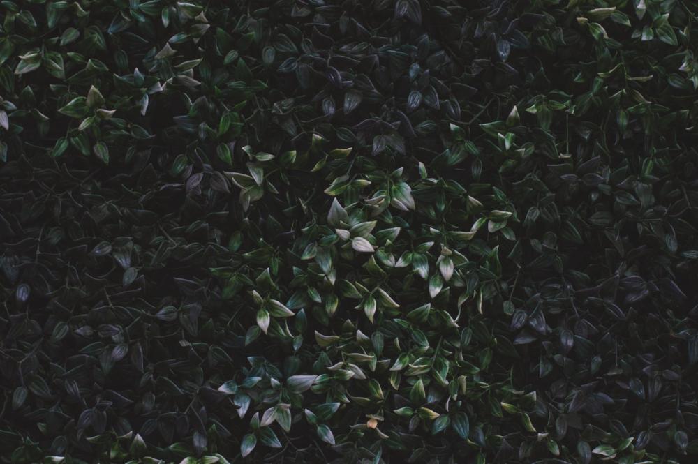 Wall Of Thick, Waxy Leaves Photo Wall Of Thick, Waxy Leaves Photo