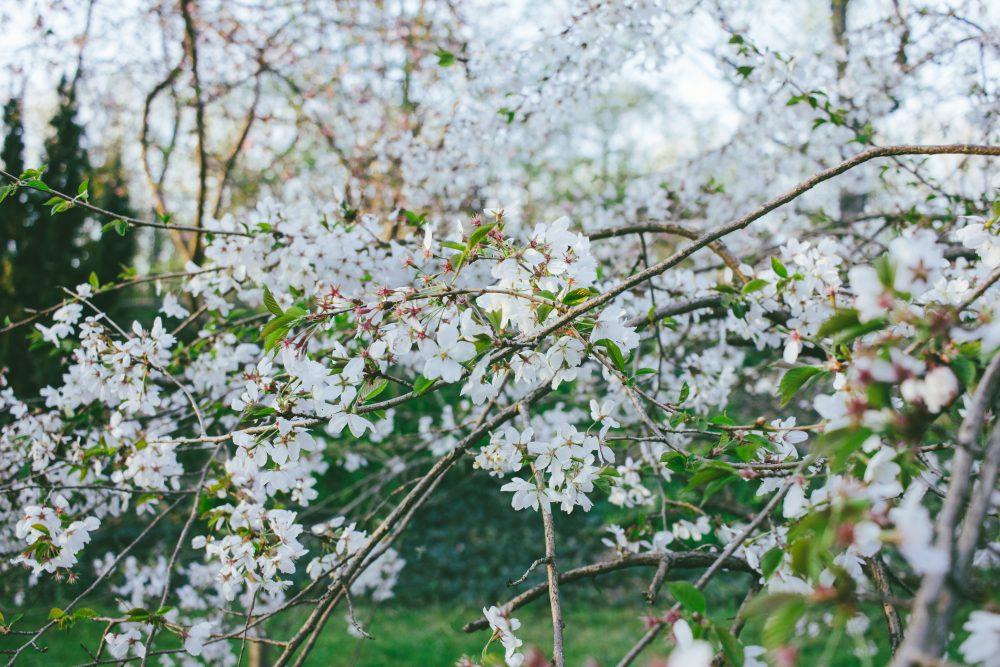 White tree blossom 5 White tree blossom 5