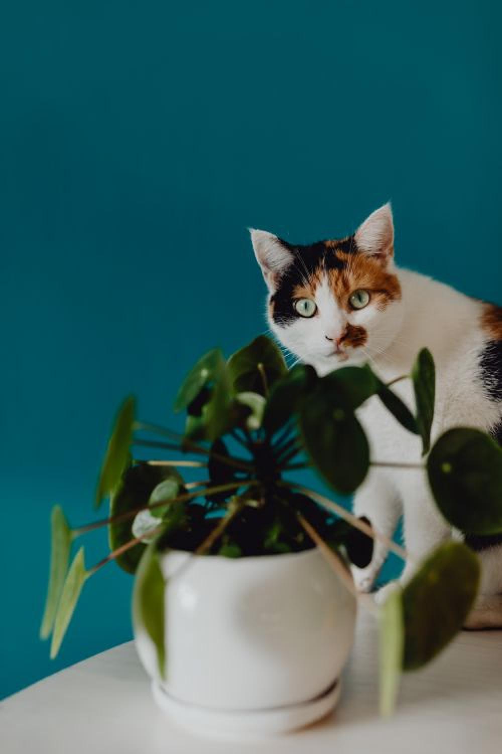 Cute tricolor cat Cute tricolor cat