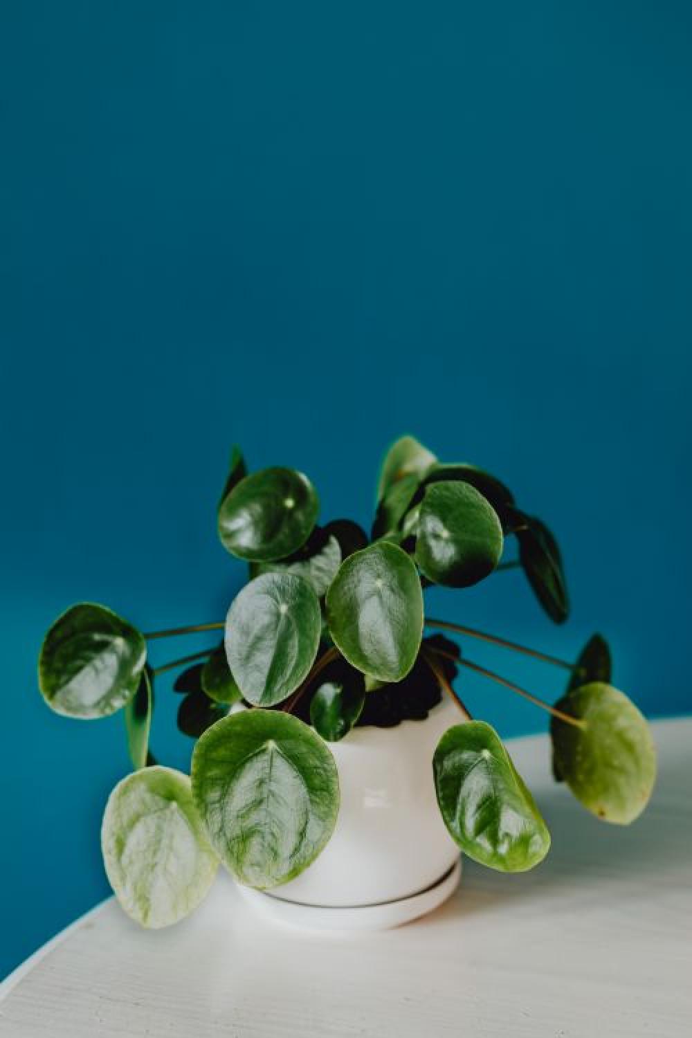 A small Pilea plant in a white pot A small Pilea plant in a white pot