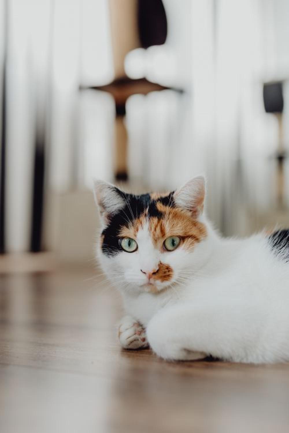 Cute tricolor cat Cute tricolor cat