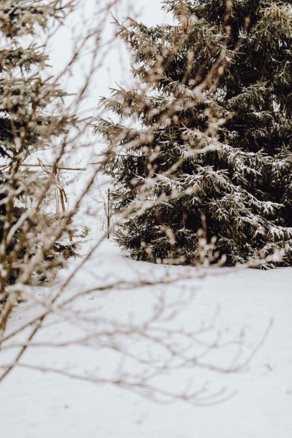Branches covered with fresh snow Branches covered with fresh snow