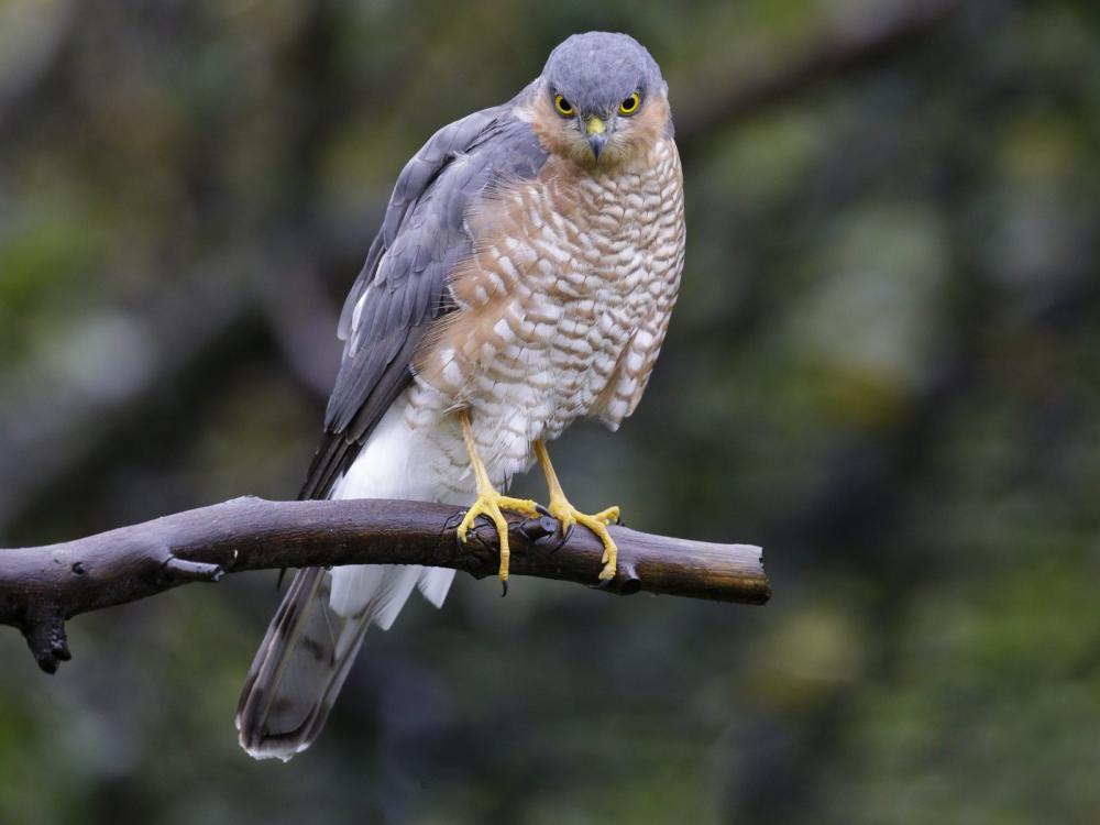 Bird of prey on a branch Bird of prey on a branch