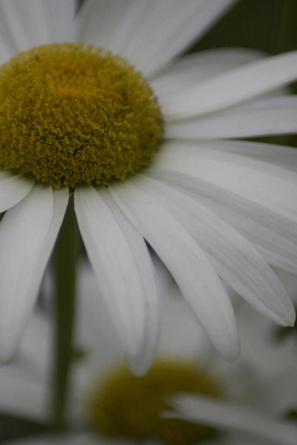 Daisy Flower White Kylemore Abbey Connemara County Daisy Flower White Kylemore Abbey Connemara County