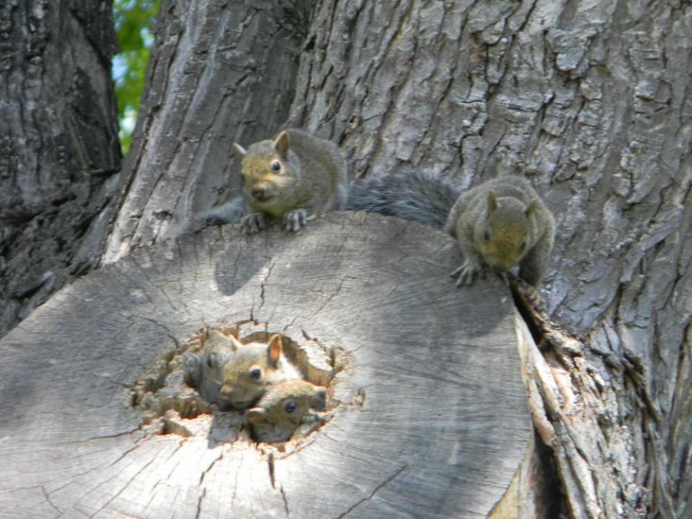 squirrel animals cute squirrels squirrel animals cute squirrels