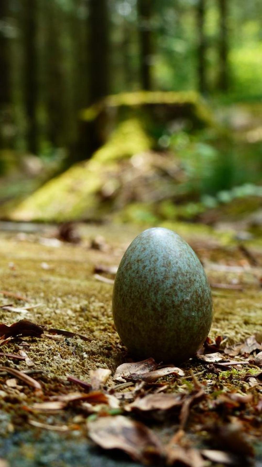 egg .still life egg .still life