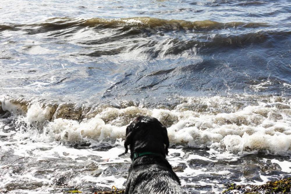 water waves beach dog labrador water waves beach dog labrador