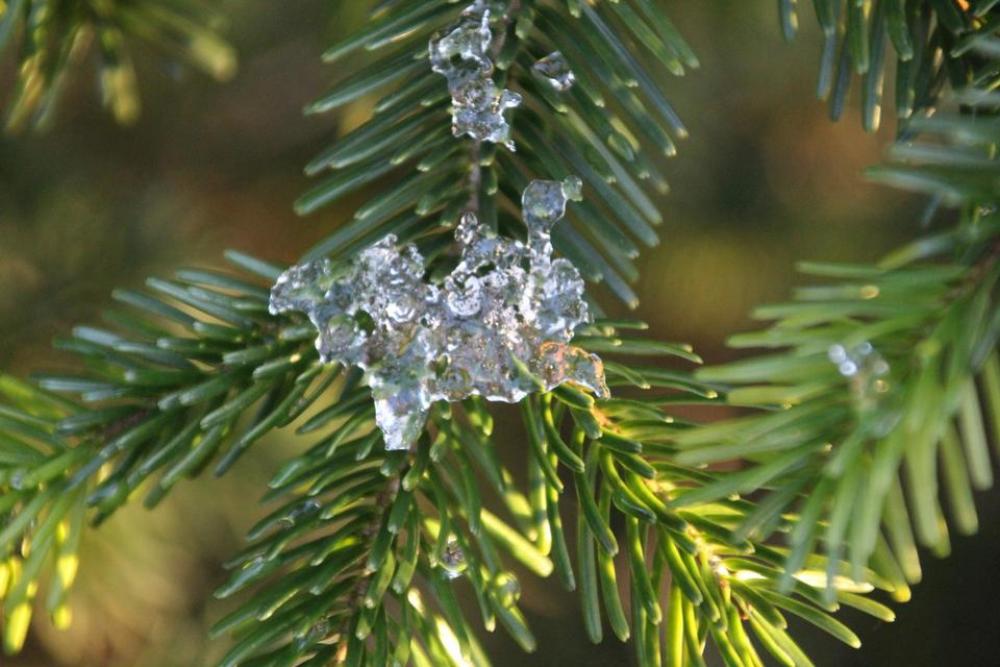 Ice pine tree winter Ice pine tree winter