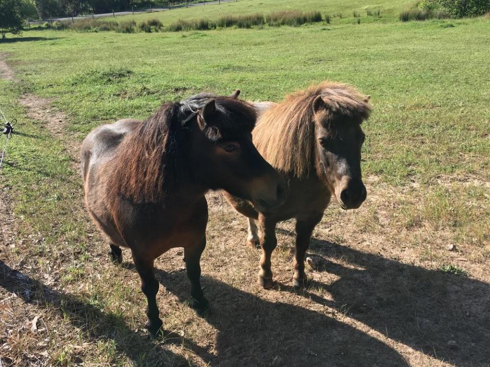 Shetland Pony horse equine animal Shetland Pony horse equine animal