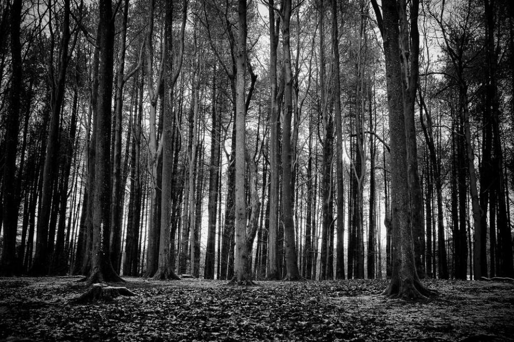tree forest wood landscape scotland tree forest wood landscape scotland
