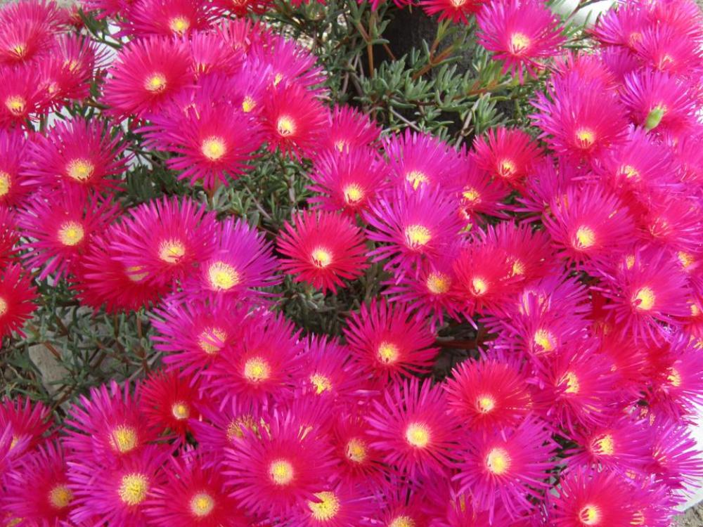 floral flowers flower red flower floral flowers flower red flower