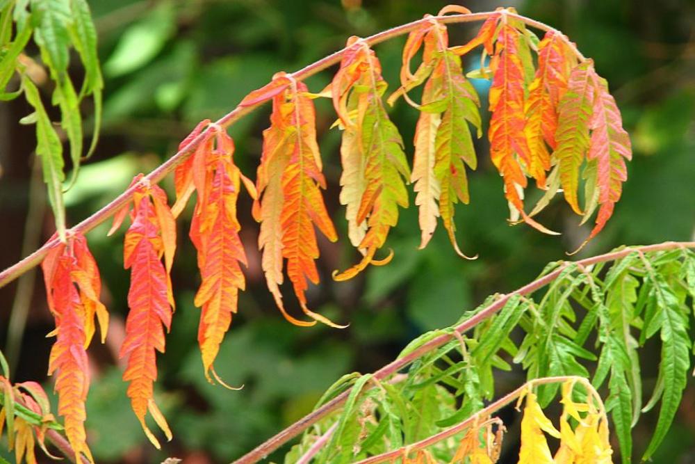 leaf leaves autumn fall colorful leaf leaves autumn fall colorful