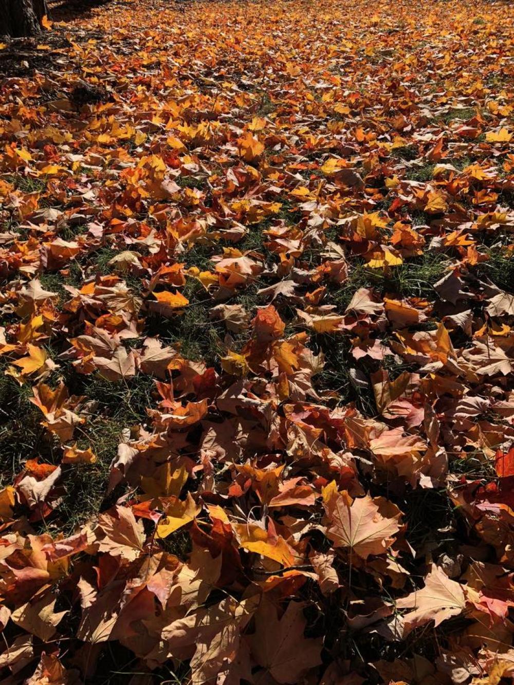 Autumn leaf leaves foliage Autumn leaf leaves foliage