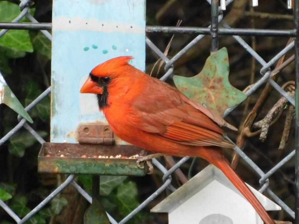 bird bird