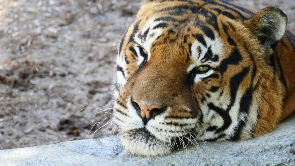 Tiger animal Tiger animal