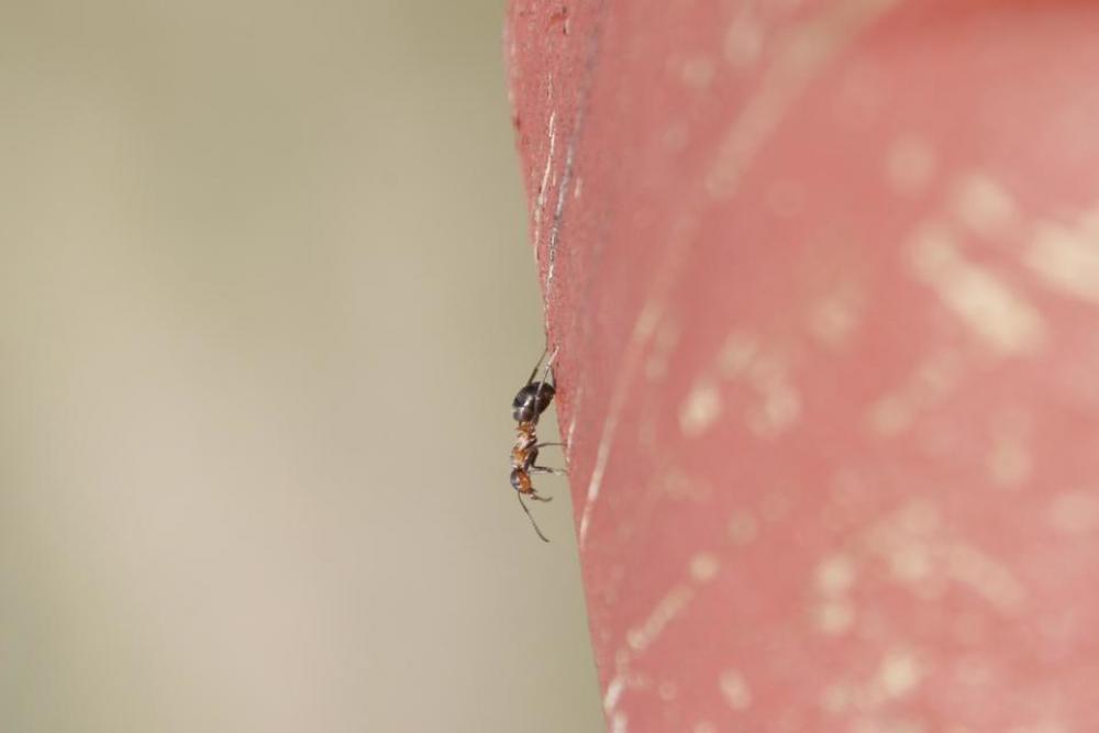 Ant insects insect nature macro Ant insects insect nature macro