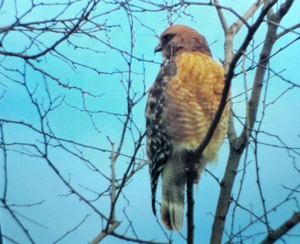 Falcon bird hawk Falcon bird hawk