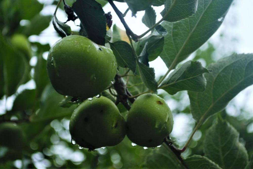 Apple Fruit Green Tree rain Apple Fruit Green Tree rain