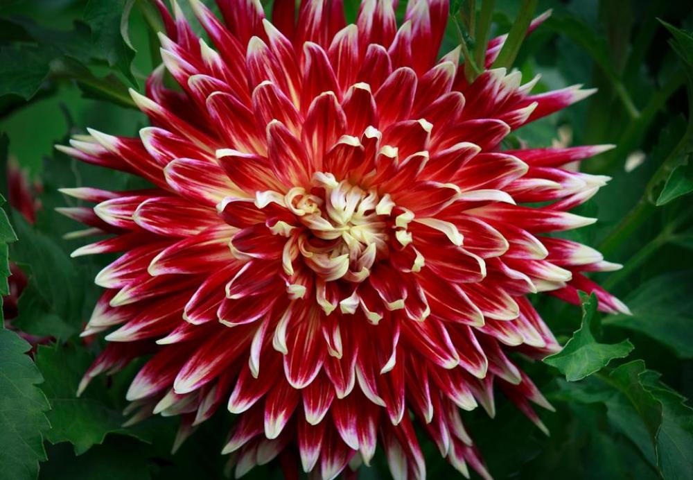 dahlia flower dahlia flower