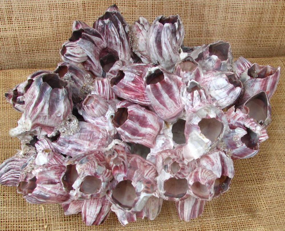barnacles giant purple white shell barnacles giant purple white shell