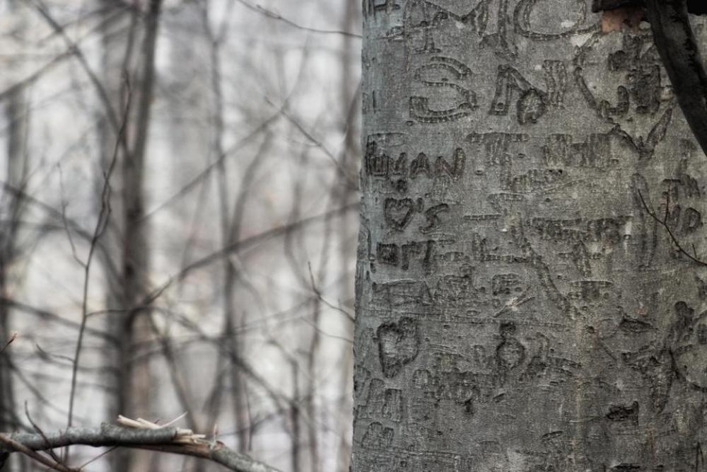 nature wildlife outdoors tree bark nature wildlife outdoors tree bark