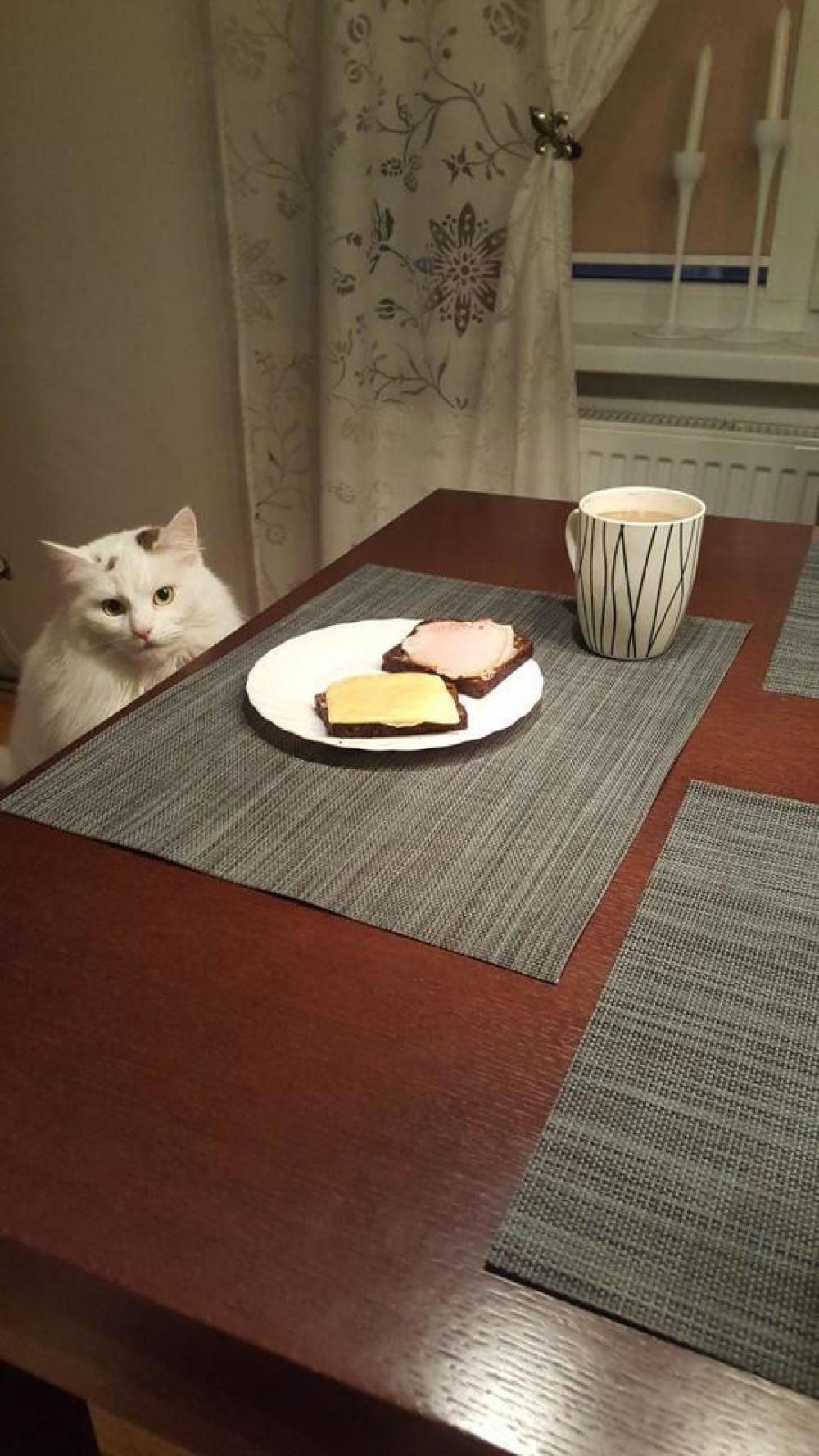 ladycat table breakfast ladycat table breakfast