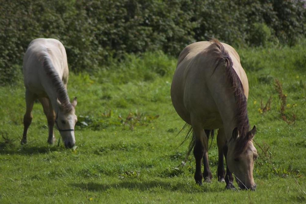 Horse Field Bay Horse Grazing Pasture Horse Field Bay Horse Grazing Pasture