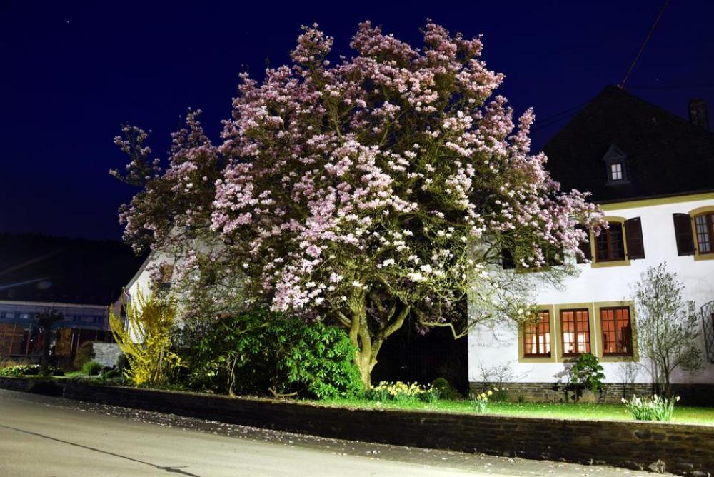 magnolia blossom tree flower pink magnolia blossom tree flower pink