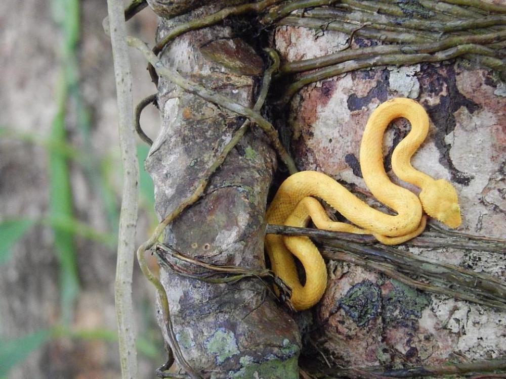 snake reptile animal wildlife snake reptile animal wildlife