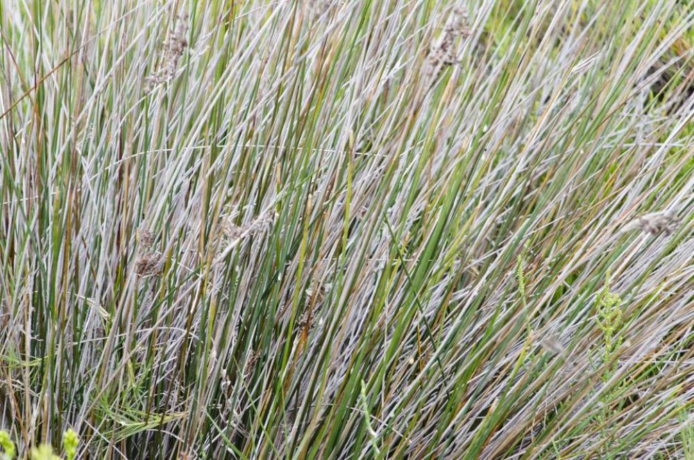 plant pattern herb plant pattern herb