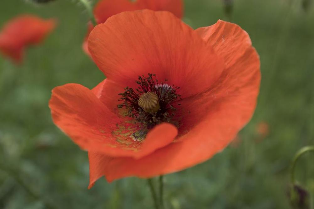 wildflower spring summer meadow.poppy wildflower spring summer meadow.poppy
