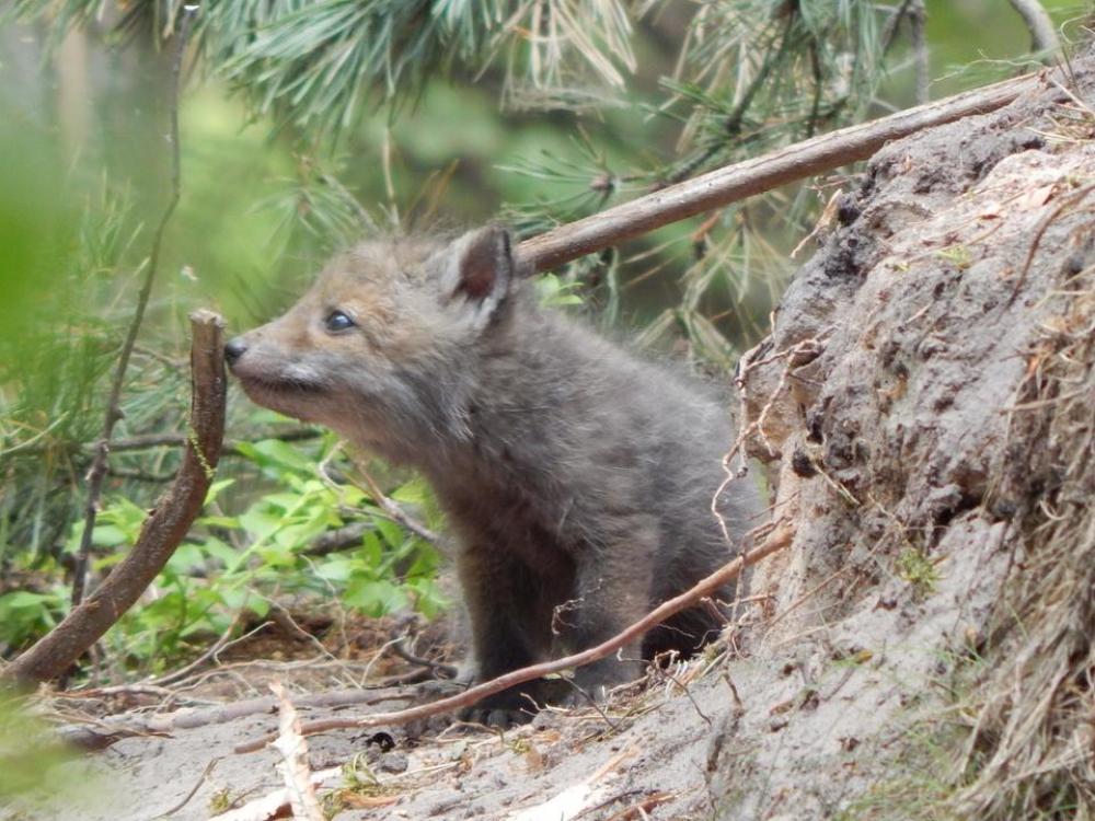 little Fox wild nature sweet forest little Fox wild nature sweet forest