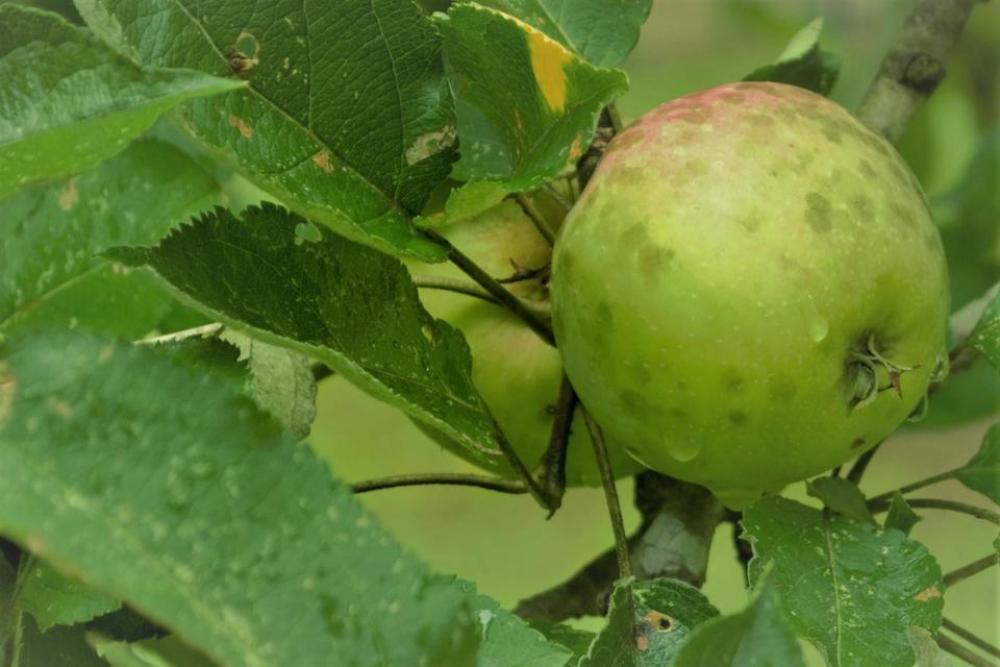 Apple Fruit Green Tree rain Apple Fruit Green Tree rain