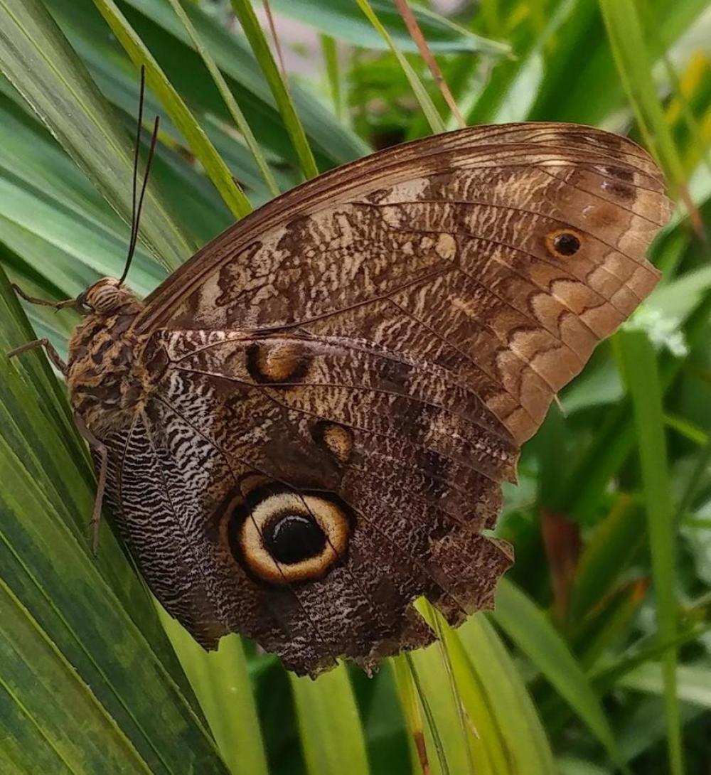 Moth insects insect nature Moth insects insect nature