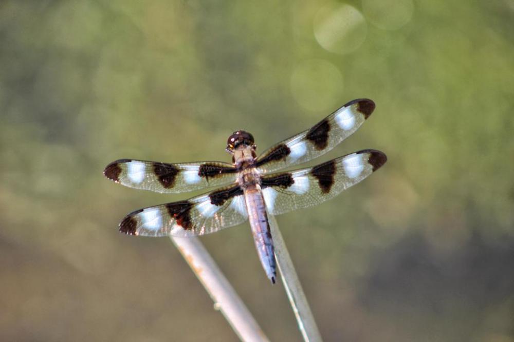 nature insect dragonfly skimmer wings nature insect dragonfly skimmer wings