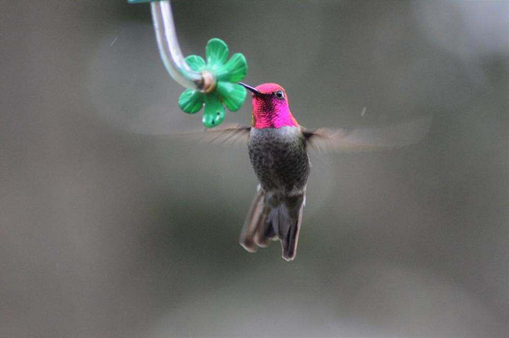 Annas hummingbird bird red Annas hummingbird bird red
