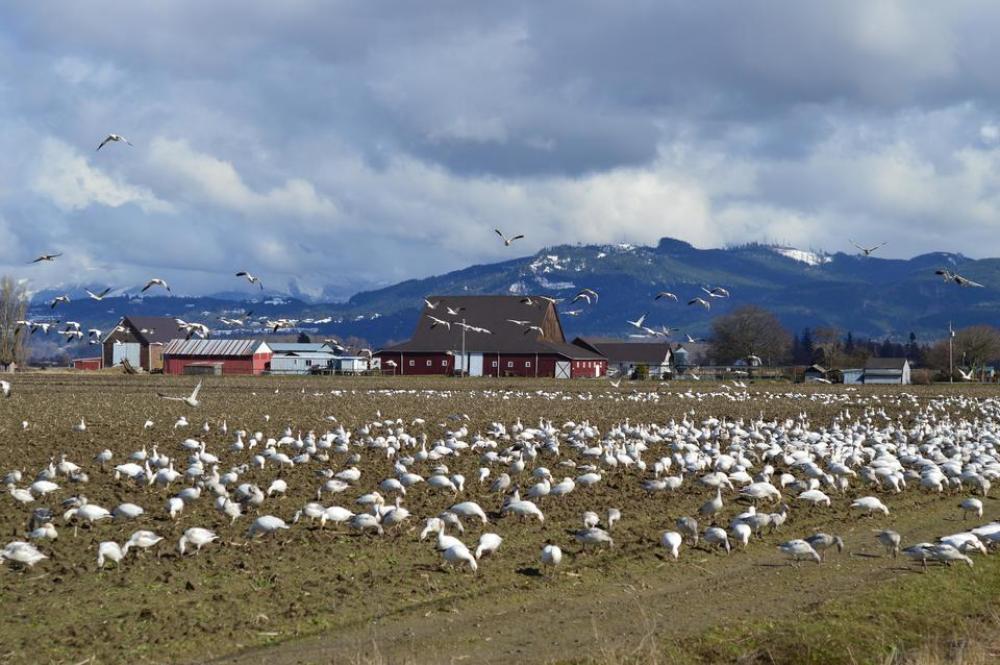 Skagit valley geese snow geese birds farm Skagit valley geese snow geese birds farm