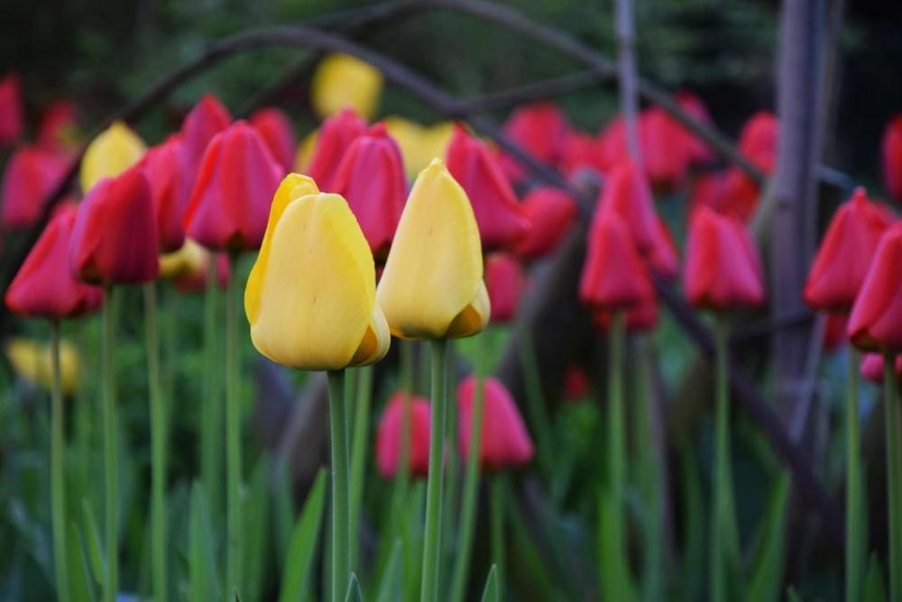 tulips spring flowers petals yellow tulips spring flowers petals yellow