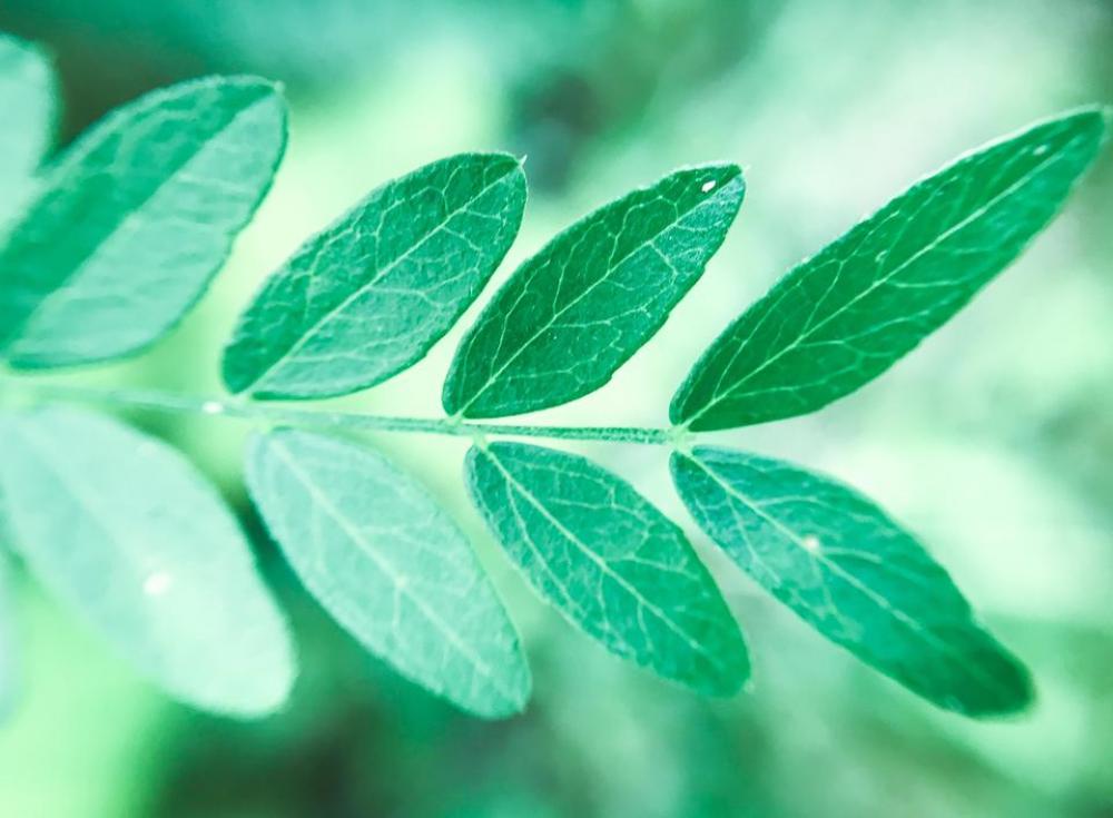 Plant leaf leaves nature  Plant leaf leaves nature