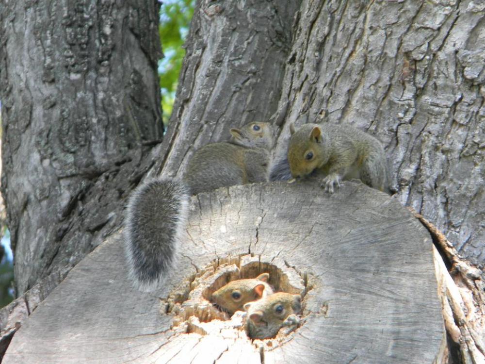 squirrel animals cute squirrels squirrel animals cute squirrels