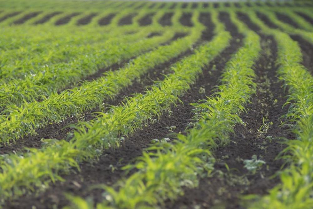 maize corn grow spring sowing maize corn grow spring sowing