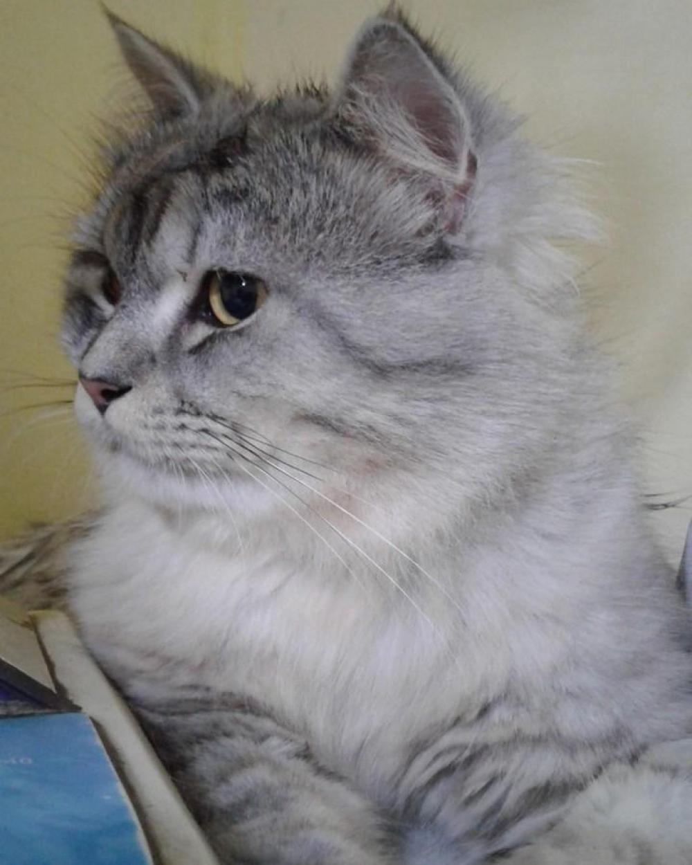 Cat feline Cat feline