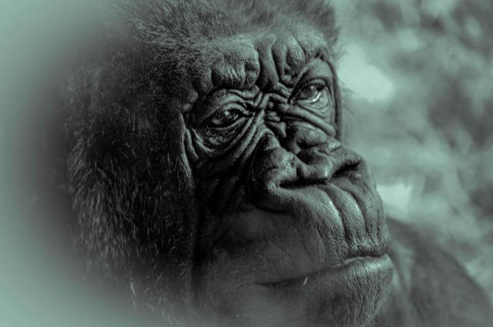 Gorilla ape primate Gorilla ape primate