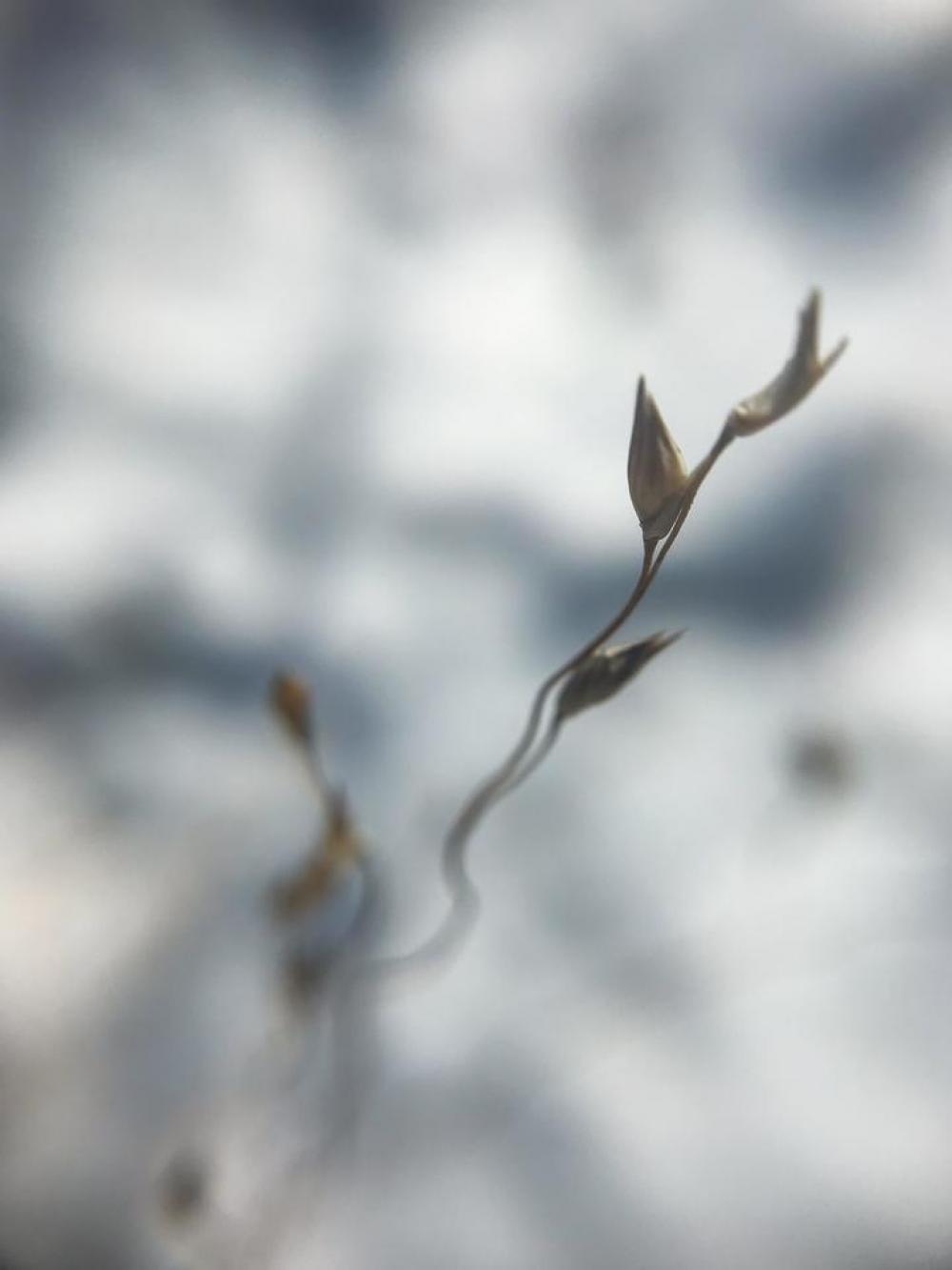 Plant leaf Plant leaf