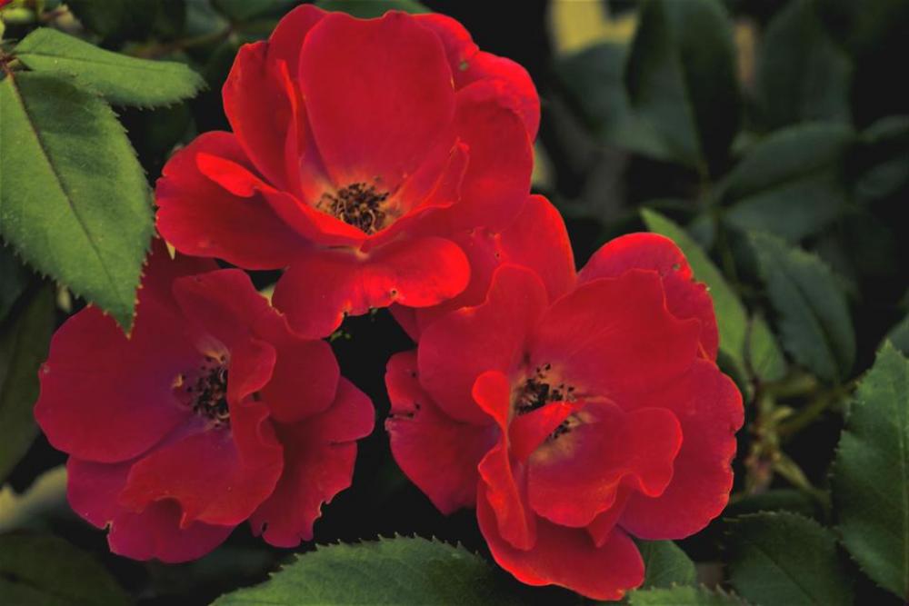 Red Rose Three Bud Green Red Rose Three Bud Green
