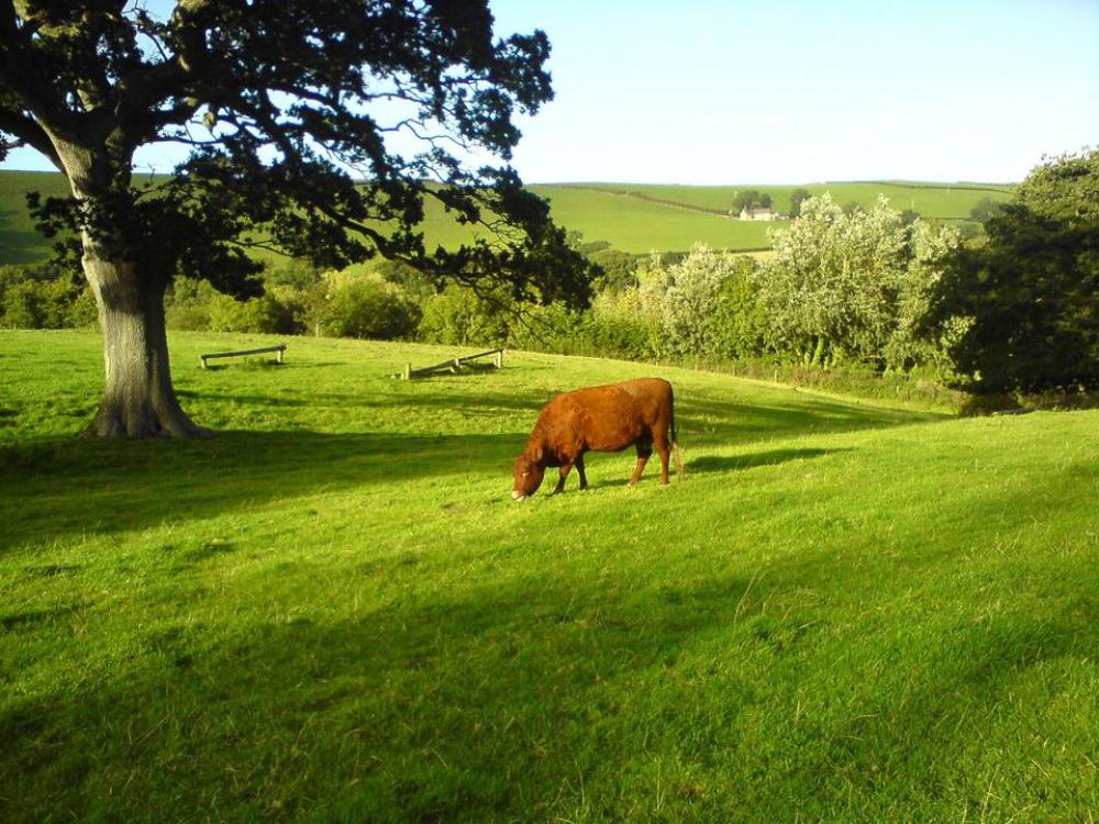 cow field brown green hill cow field brown green hill