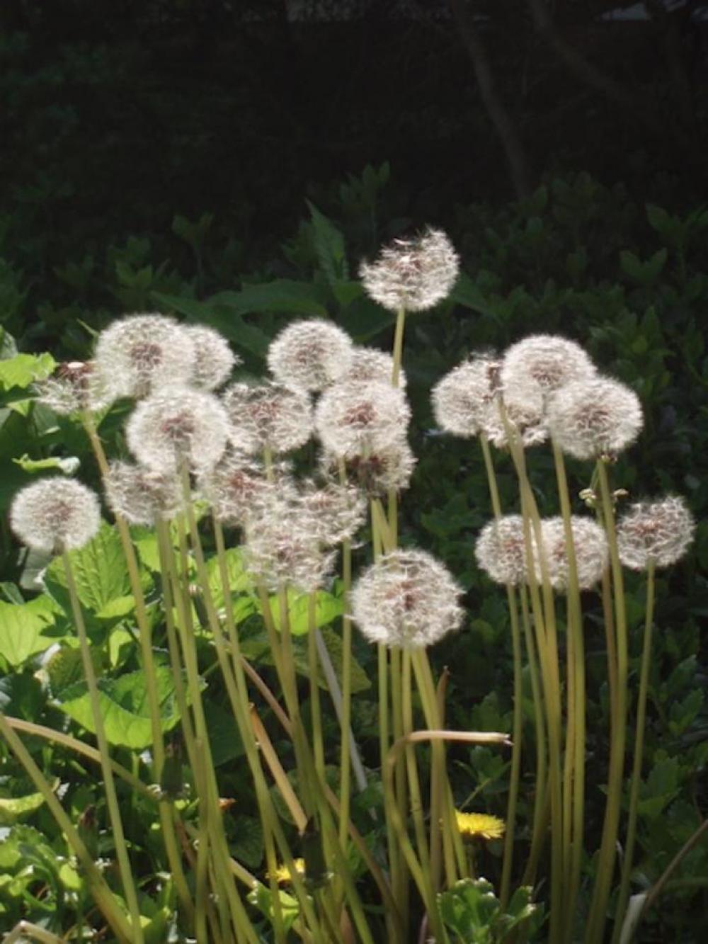 Dandelion Taraxacum Officinale Plant Nature Dandelion Taraxacum Officinale Plant Nature