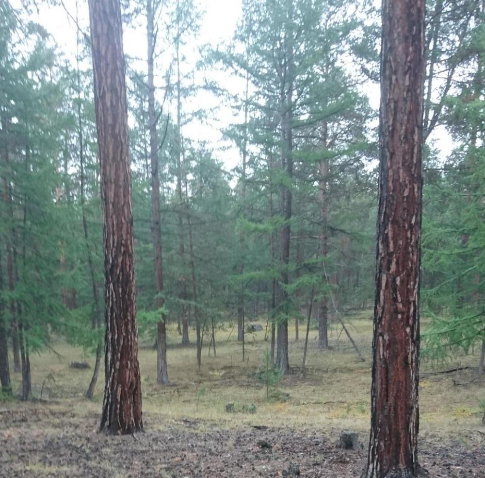 Siberia Russia trees forest sunshine Siberia Russia trees forest sunshine
