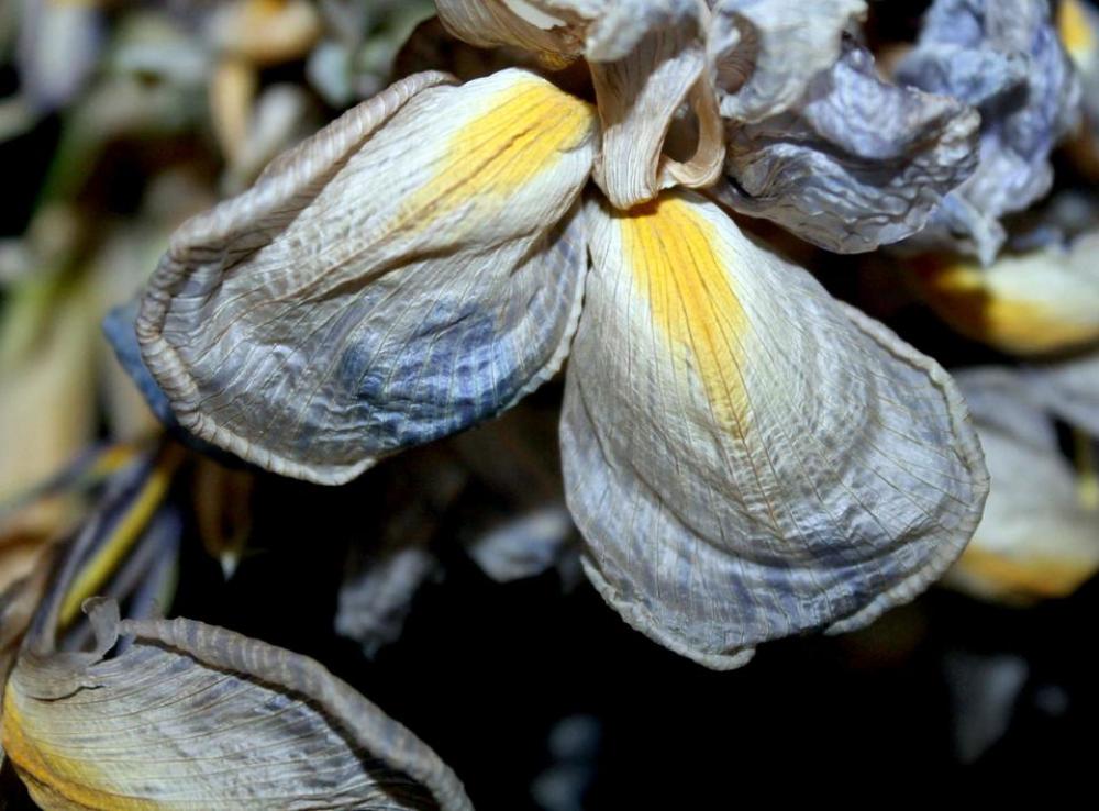 flower flowers iris fleur-de-lis flower-de-luce flower flowers iris fleur-de-lis flower-de-luce